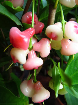 Vertical Shot Of Watery Rose Apples On A Tree