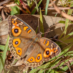 Meadow Argus, Callum Brae Nature Reserve, ACT, April 2021