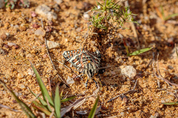 Pasture Day Moth, Callum Brae Nature Reserve, ACT, April 2021