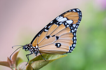 Macro close-up of beautiful butterfly. A macro photography of a really beautiful and natural pastel background.