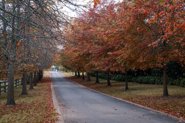 A line of red oak tree during autumn season.