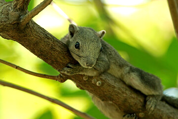 Naklejka na ściany i meble Wild squirrel on a branch, Thailand