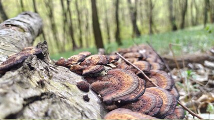 mushrooms in the forest