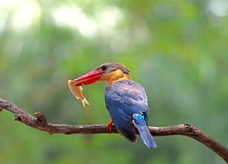 Kingfisher on a branch in the forest of Thailand