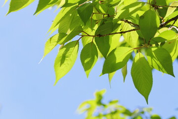 エドヒガンザクラの新緑