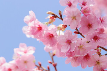 満開の陽光桜　青空背景