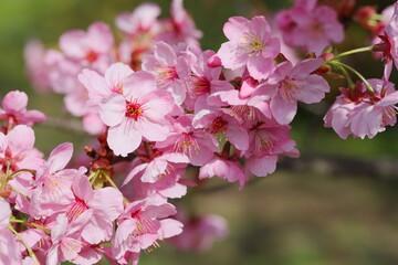 満開の陽光桜　クローズアップ撮影