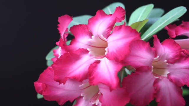Adenium or desert rose flower is medicinal herbs. (Impala Lily, Mock Azalea, Pink adenium). Black background.
