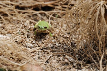 ニホンアマガエル