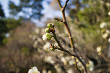 日本三名園のひとつ金沢兼六園の庭園