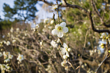 日本三名園のひとつ金沢兼六園の庭園