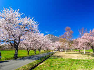 Fototapeta na wymiar Mountain with remaining snow seen from a ranch with cherry blossom trees blooming in full (Mt.Bandai ranch, Inawashiro, Fukushima, Japan)