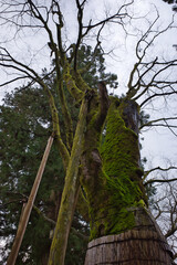 北陸最大級のパワースポット白山比咩神社