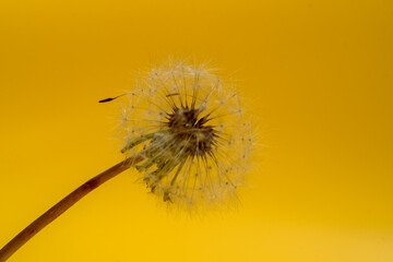 closeup dandelion on a yellow background