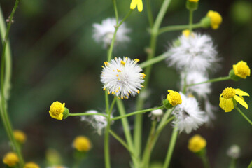 Blooming and seeds of common groundsel closeup view