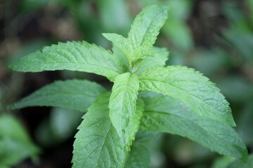 Green spearmint leaves closeup view of it