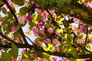 Sakura tree blossom, cherry tree pink flowers