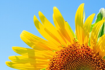 ひまわりの花のアップ