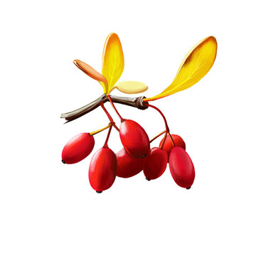 Barberry or Berberis isolated. Large genus of deciduous and evergreen shrubs. European or American barberry, Berberis vulgaris. Edible berries, rich in vitamin C, with sharp acid flavour. Digital art.