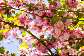 Sakura tree blossom, cherry tree pink flowers