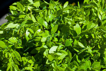 Georgian Buxus close-up and macro, Buxus with water drops