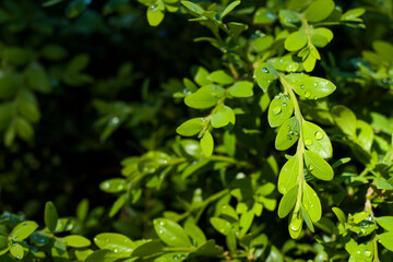 Georgian Buxus close-up and macro, Buxus with water drops