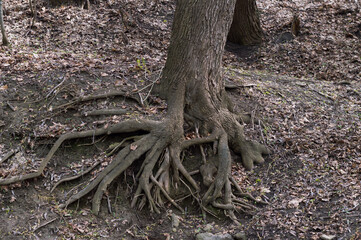 large roots of an old tree in the forest