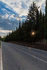 Naklejka premium Lonely empty road lined with trees with the sun shining through the branches.