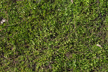The texture of green grass. Top view