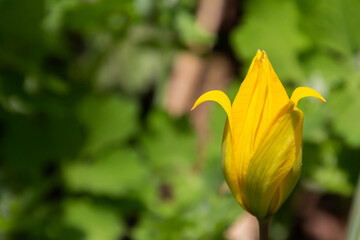 Close up of a rare yellow wild tulip with bokeh and copy space, also called Tulipa sylvestris or Weinberg Tulpe