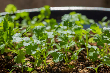 coriander plants in a garden
