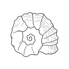 Hand-drawn turbo shell of engraved line. Design element for invitations, greeting cards, posters, banners, flyers and more. Vector illustration isolated on white background.