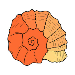 Hand-drawn turbo shell of engraved line. Design element for invitations, greeting cards, posters, banners, flyers and more.  Vector colorful illustration isolated on white background.