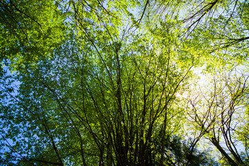 Obraz premium Low angle view of the tree during sunlight