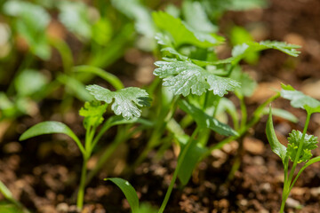 green sprout