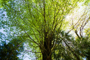 Obraz premium Low angle view of the tree during sunlight
