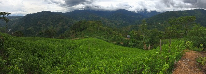Selva Peru - Vraem, Hoja de coca