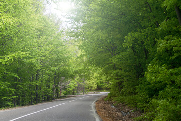 Fototapeta premium Beautiful road that crosses a forest. Raw green early spring