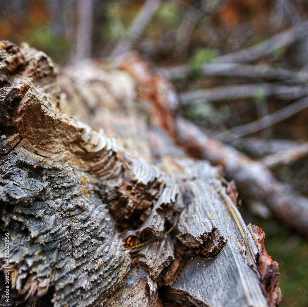 Wall mural selective focus shot of a tree bark texture