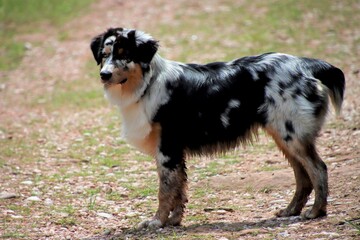 berger australien