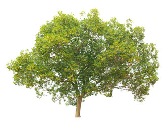 Obraz premium Tree isolate on white background