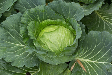 cabbage in the garden