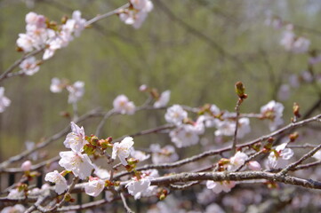 ナチュラルな淡い色合いの桜の花。