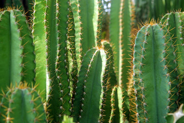 closeup succulents and cactus green leaves in cactus planting, for home gardening