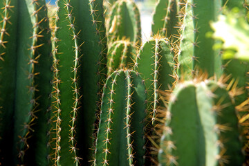 closeup succulents and cactus green leaves in cactus planting, for home gardening