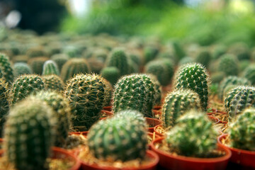 closeup succulents and cactus green leaves in cactus planting, for home gardening