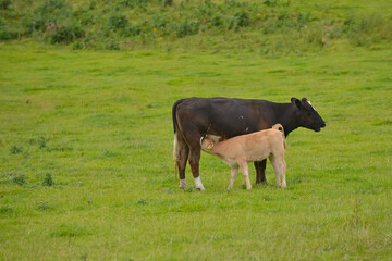 Naklejka premium Pretty tan calf drinks milk from its mothers udder in field in Shropshire countryside, a sight that is less and less common in these days of mass production and worries about climate change.