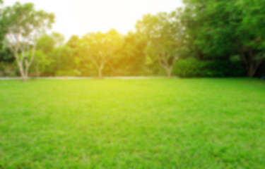 Obraz na płótnie Canvas grass and trees in park