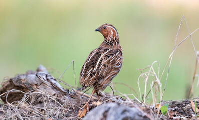 Codorniz
