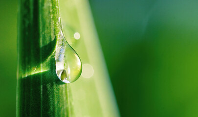 Beautiful water drop sparkle on a blade of grass in sunlight, macro. Big droplet of morning dew outdoor. Amazing artistic image of purity of nature. - Powered by Adobe